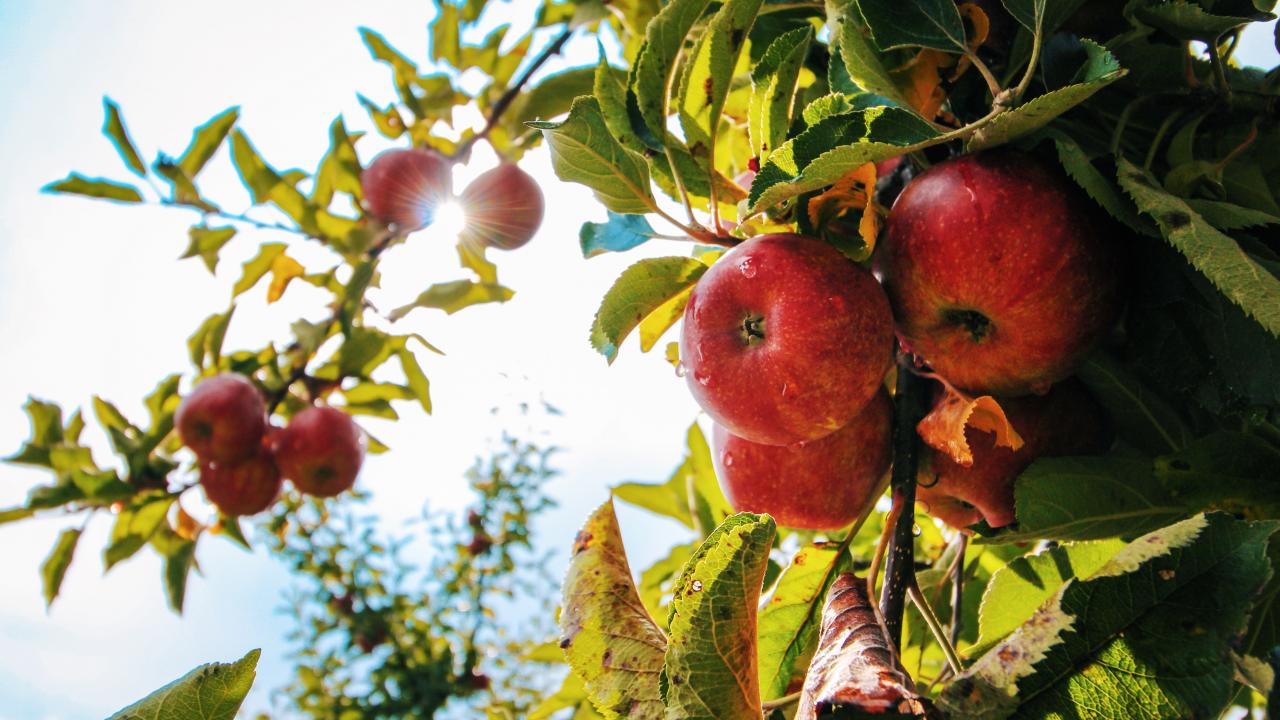 close up of apples