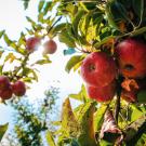 close up of apples