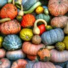 winter squash