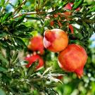 close up of a pomegranate tree